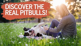 The REAL Truth About Pitbulls That Nobody Tells You