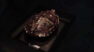 カメのレントゲン撮影 / tortoises X-ray カメもレントゲン