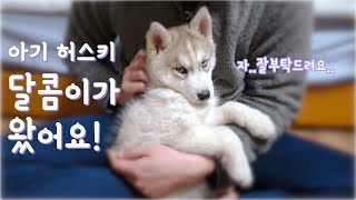 달콤이를 분양받았어요! / 3개월 아기 허스키 달콤이의 첫 날! / Siberian Husky