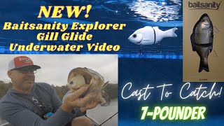 Baitsanity Explorer Gill Glide Bait Review Plus Cast To Catch 7 Pounder