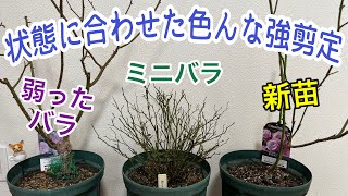 状態に合わせた【強剪定】弱った薔薇🌹ミニバラ🌹新苗🌹剪定は様々✂️