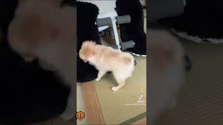 【ポメコッカーもなか】子犬時代、あちこち破壊されました…😂 #ポメラニアン #アメリカンコッカースパニエル #ミックス犬 #犬 #ポメコッカー #もなかとだいふく