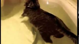 EPIC Funny Cat in Water Funny Animal Videos 2014