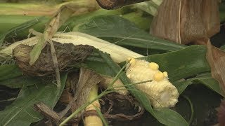 【HTBニュース】クマが家庭菜園を食い荒らす！今度は札幌市西区で…住民も不安