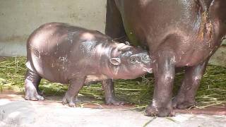 上野動物園コビトカバ赤ちゃん_お母さんをチュパチュパするナツメ