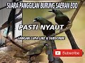 suara asli murai papua