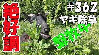 【ヤギ除草】繋牧のヤギ達は絶好調！雑草爆食！！　＃３６２　おとぼけ山羊達に癒されて