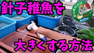 メダカ針子稚魚を大きくする飼育方法【プランター導入】真夏の屋外飼育.ブラックダイヤ.リアルロングフィン.安らぎAQUAちゃんねる