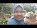 cara buat putu buluh tanpa acuan  by kak Nur @tip daun sesuai isi padat sikit