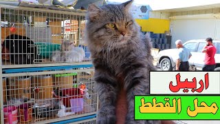 The cat market in Iraq, Erbil