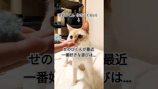 遊ぶの大好きせのびくん【保護猫せのびあくび】 #ねこ #保護猫 #猫のいる暮らし