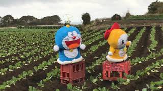 ウェザーリポート動画1108@千葉県銚子市14:45 未来のカカシ… （トミーD）