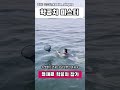 뜰채들고 바다로 뛰어가면 5만원 벌수 있습니다. 물고기값 shotrs