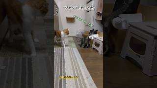 オラつく子猫VSキョトンな成猫　#cutepet #子猫#funny#やんのか#茶トラ