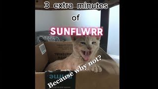 3 Extra Minutes of ✨ SUNFLWRR!!! ✨