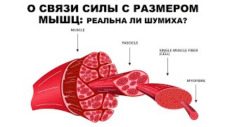 О СВЯЗИ СИЛЫ С РАЗМЕРОМ МЫШЦ: РЕАЛЬНА ЛИ ШУМИХА?