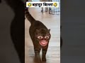 Bahadur Bagad  Billa🤣New Instagram funny cat reel🤣Cat filter#shorts #catfunnyvideo #viral #reel #yt