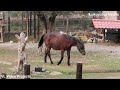 ΕΛΛΑΔΑ ΓΟΡΓΟΠΟΤΑΜΟΣ ΦΑΡΜΑ ΖΩΩΝ greece gorgopotamos village near lamia animal farm