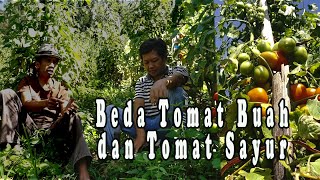 Perbedaan Tomat Buah dan Tomat Sayur