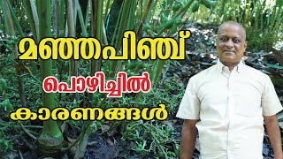 ഏലം കൃഷി മഞ്ഞപിഞ്ച് പൊഴിച്ചിൽ | CARDAMOM FARMING MALAYALAM