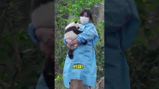 熊猫宝宝艾扁扁：要不你看看我？我超好养的