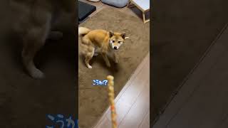 【柴犬】おやつを欲しがる愛犬が必死すぎる #shibainu #shorts #かわいい