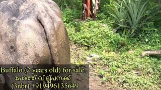 പോത്ത് വില്പ്പനക്ക് കോട്ടയത്ത്, Buffalo sale in Kottayam +919496135649