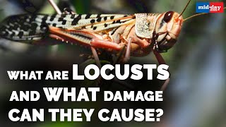 What are locusts and what damage can they cause?