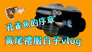 養魚技巧 水族DIY 孔雀魚序章 黃尾禮服白子吃豐年蝦(可開啟cc字幕功能)