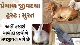 PREMAL JIVDAYA TRUST : SURAT | પ્રેમાળ જીવદયા ટ્રસ્ટ : સુરત | | અહીં અબોલ જીવોને નવજીવન મળે છે |