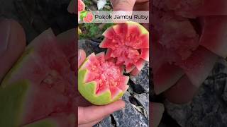 Jambu Ruby F1: Varieti keuntungan tinggi