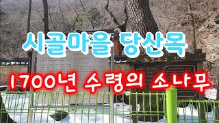 [고산식물 TV]1700년의 역사를 가진 소나무 당산목