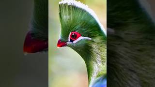 2023 Knysna Turaco v/s 5000 bce Knysna Turaco #shorts #viral #anime #mythical