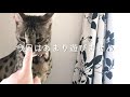 今年一番の猛暑　夜散歩も暑くてダメだ　　サバンナキャット ラグドールノルウェージャン