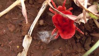 Red velvet mite // Rain Bug // Trombidiidae // true velvet mites