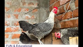 Fayoumi Chicken Egyptian Breed Small Farm in Pakistan.