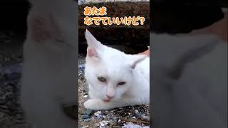 ツンデレすぎる猫が可愛い #shorts