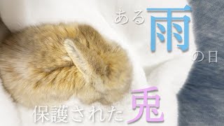 【保護うさぎ】ある雨の日。ひとりぼっちで保護されたうさぎさんのお話。