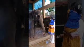 Kateel temple Elephant 'Mahalakshmi' blessing🙏 #shorts #youtubeshorts