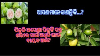 ପିଜୁଳି ଅପେକ୍ଷା ପିଜୁଳି ପତ୍ର ଶରୀର ପାଇଁ ଅଧିକ ଲାଭ ଦାୟକ ଅଟେ//ଶରୀର ପାଇଁ କିଛି ଜାଣିବା କଥା//ନିଶ୍ଚୟ ଦେଖନ୍ତୁ