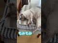 甘えながら「ゴロゴロ」する猫