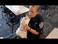 Therapy Dogs Bring Comfort to Plymouth Police Department