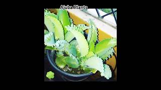 Ajuba Plants #garden #flowers #trending #terracegarden #gardening Scapes #shorts