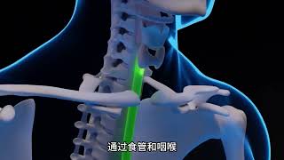 我一直很好奇人为什么会呕吐呢？究竟是什么原理呢？#3d动画演示