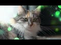 ♬ long music video for restless cats 528 hz deep soothing music for cats