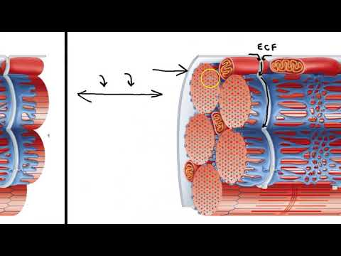 What does a muscle triad consist of?