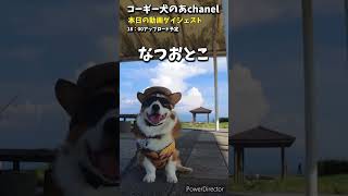 グラサンコーギーとドライブ　#dog #コーギー #コーギー犬 #コーギーのいる暮らし #癒し #ドライブ #S660 #みなと公園　#田子の浦　#拒否コギ　#shorts