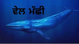 ਨੀਲੀ ਵੇਲ ਮੱਛੀ | Blue whale fish .