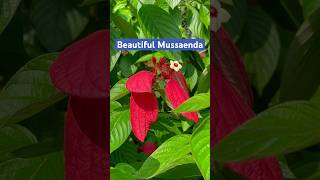 Beauty of Mussaenda...