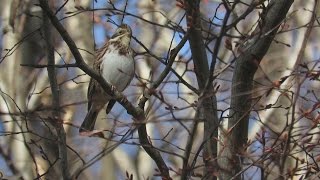 カシラダカ Rustic Bunting 2015/12/20